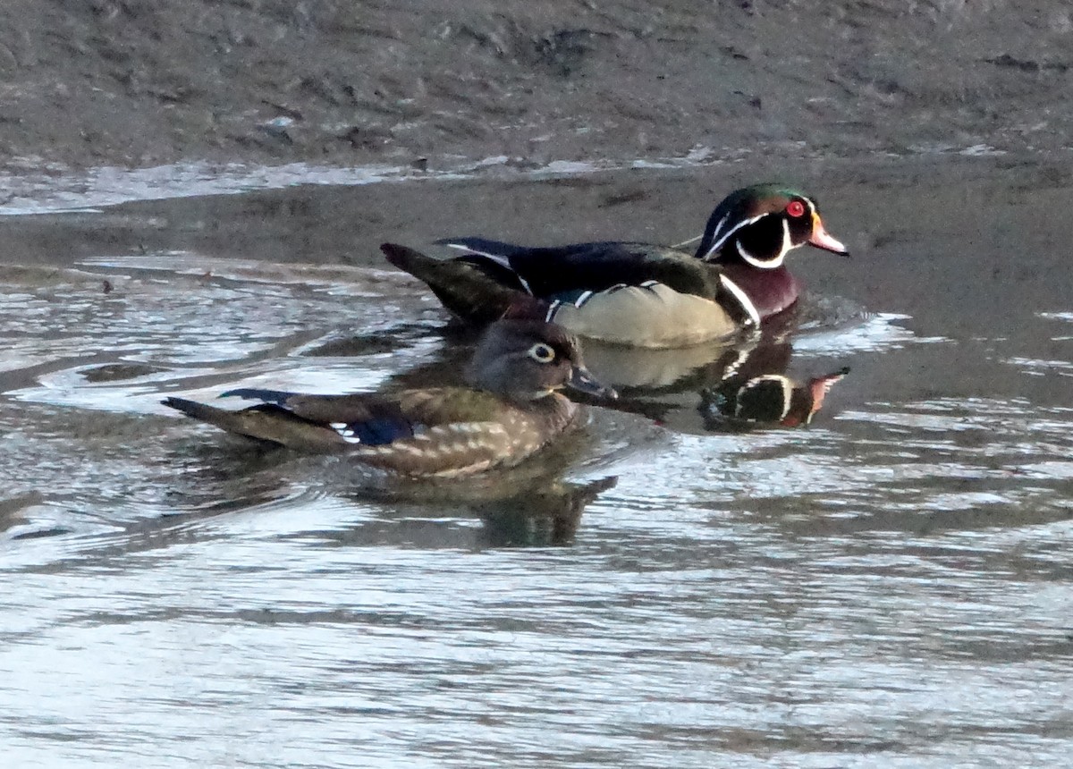 Wood Duck - ML93781841