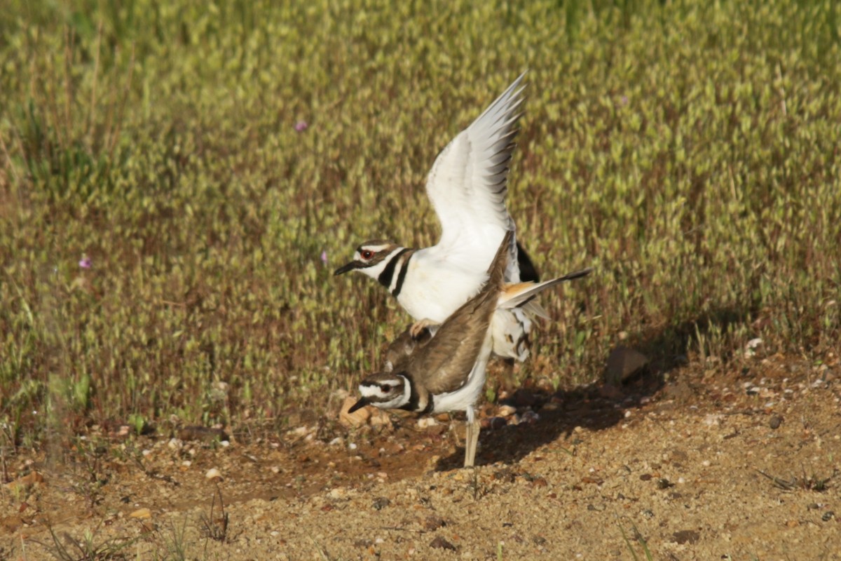 Killdeer - ML93782701