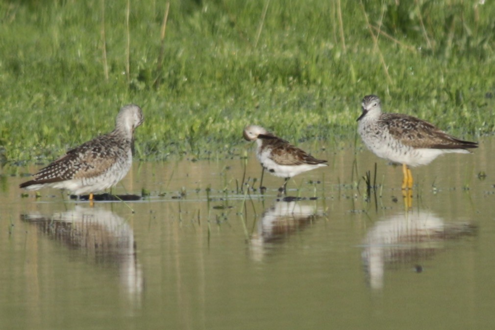 Alpenstrandläufer - ML93782841