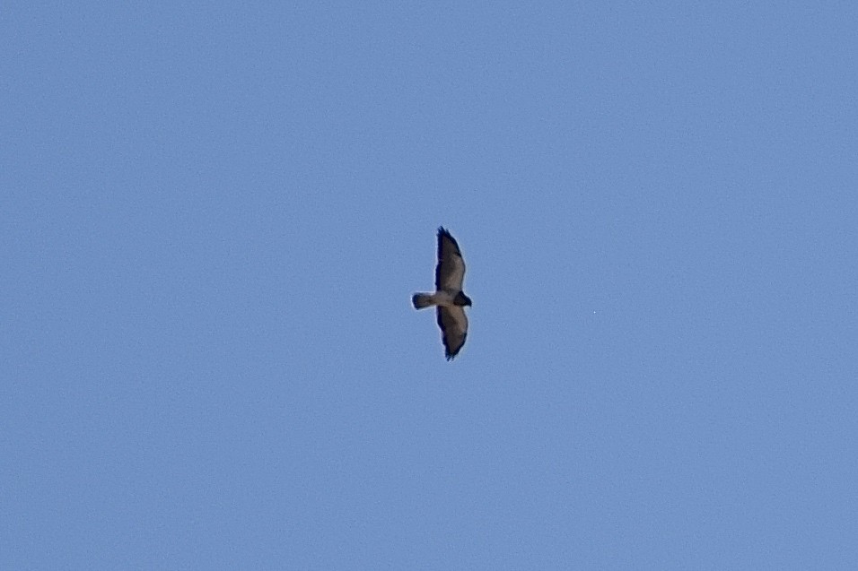 Swainson's Hawk - ML93784061