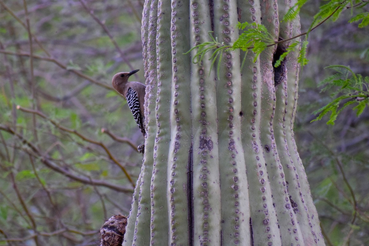 Gila Woodpecker - ML93784201