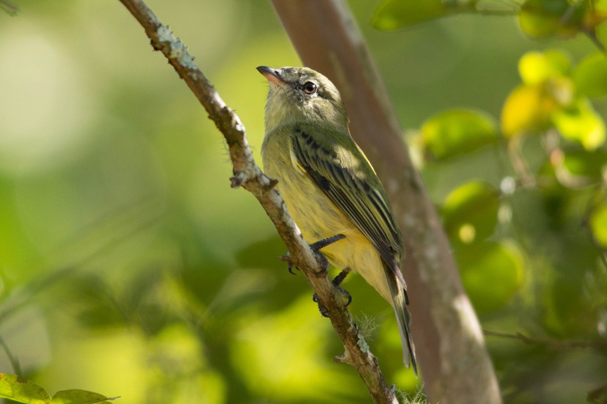 Rough-legged Tyrannulet - ML93784701