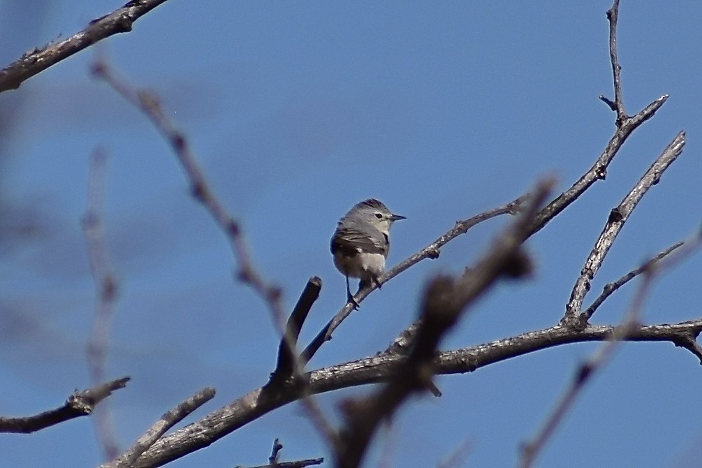 Black-tailed Gnatcatcher - ML93784781