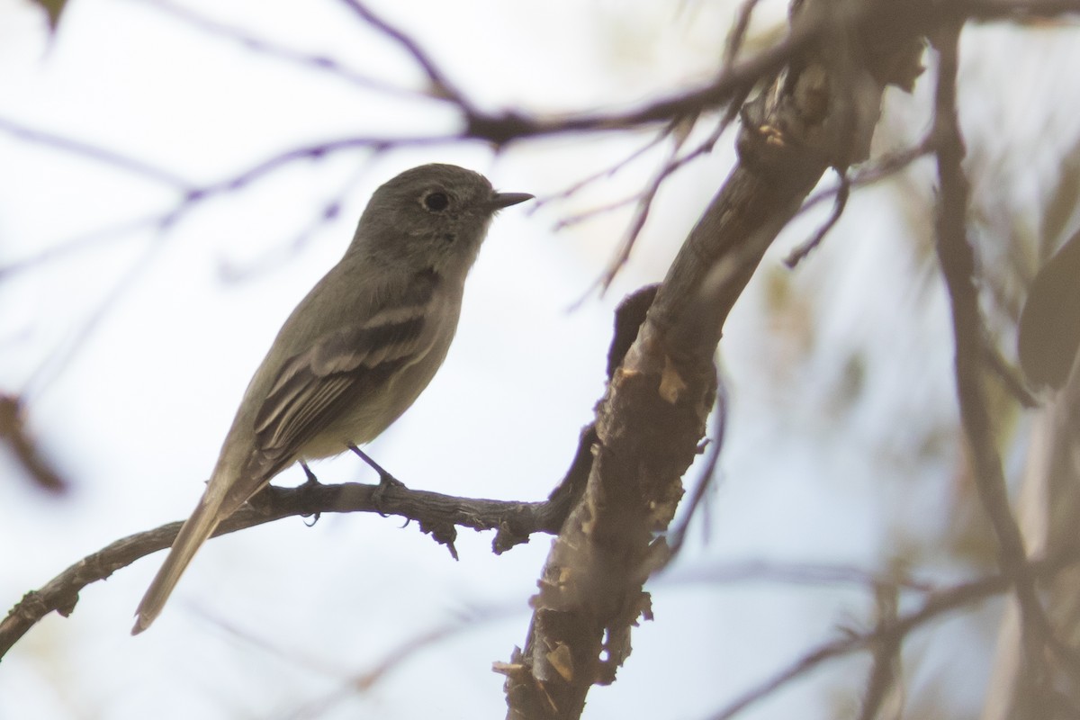 Hammond's Flycatcher - ML93785711