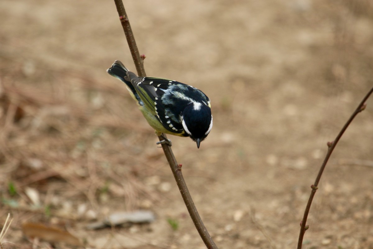 Yellow-bellied Tit - Owen Krout