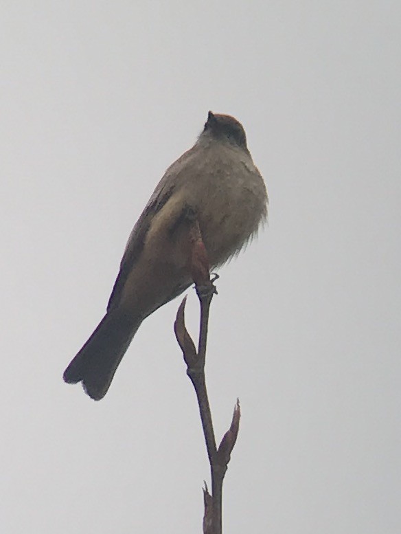 Say's Phoebe - ML93790151