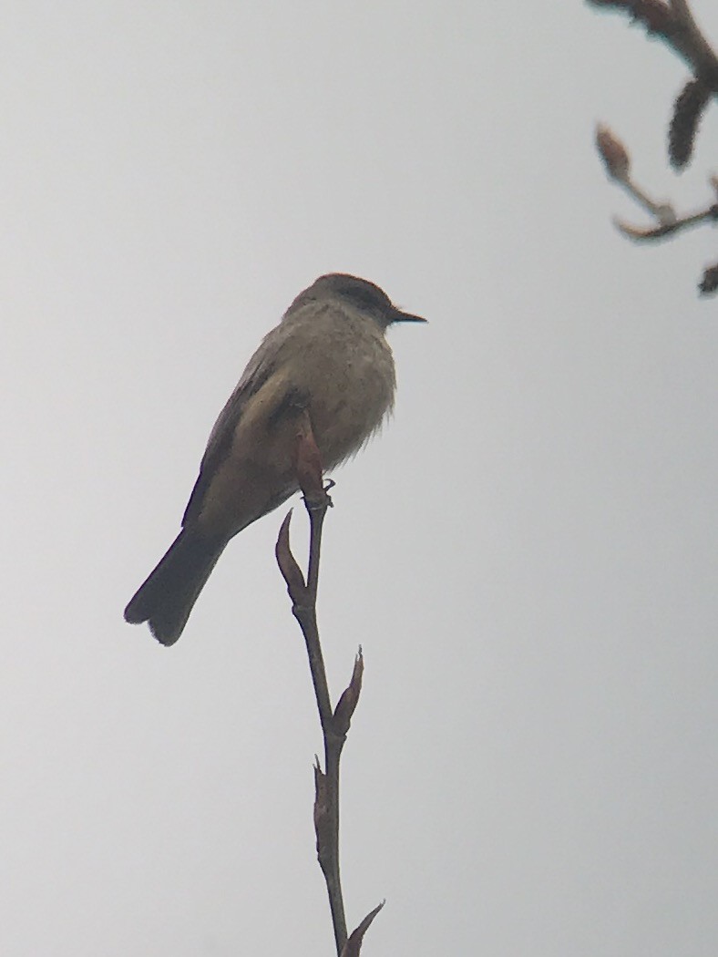 Say's Phoebe - ML93790161