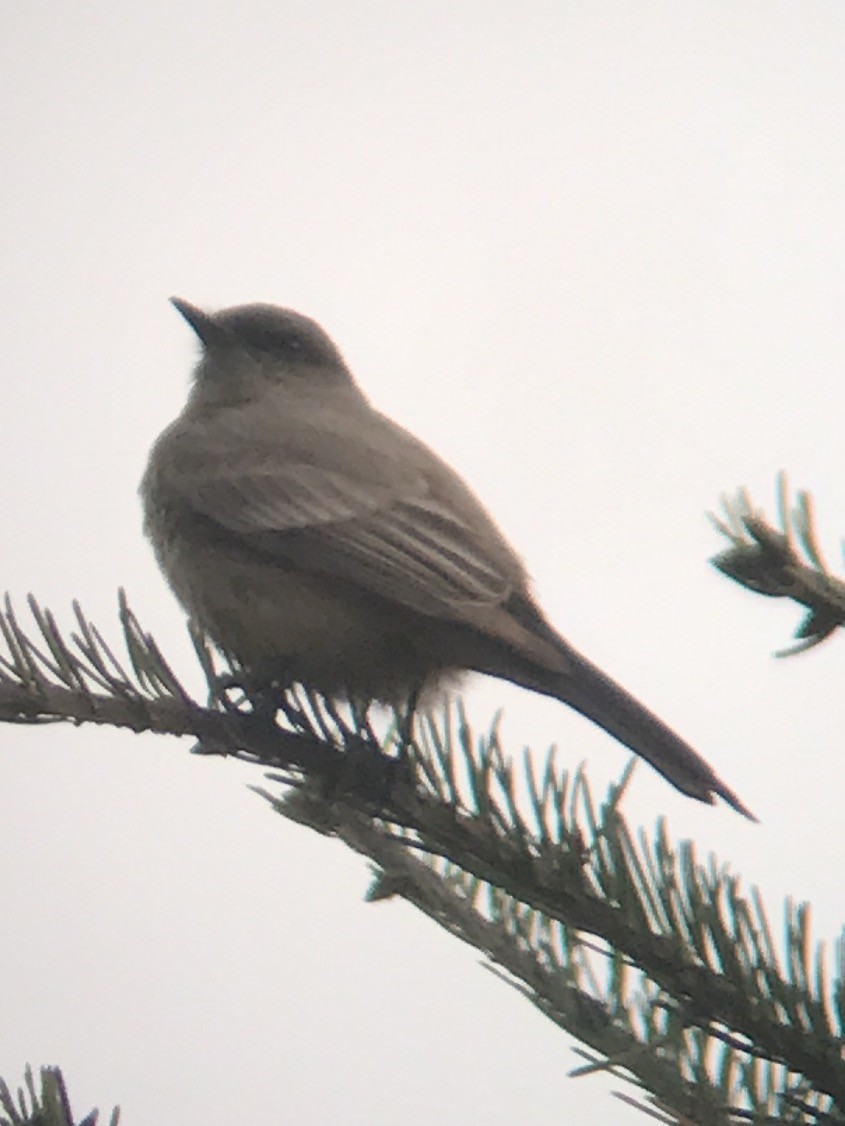 Say's Phoebe - ML93790171