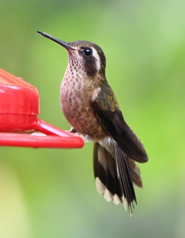 Colibri moucheté - ML93790341