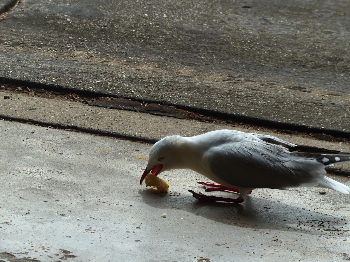 Silver Gull (Silver) - ML93790811