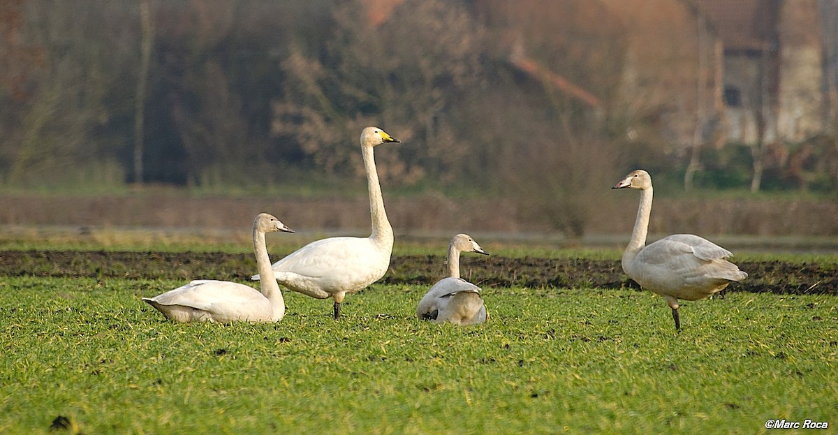 Whooper Swan - ML93791001