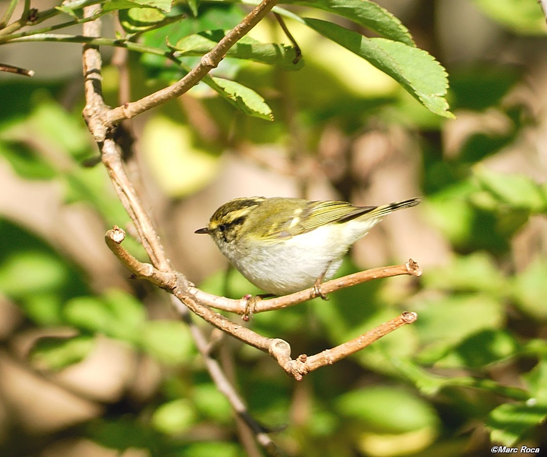 Pallas's Leaf Warbler - ML93792461