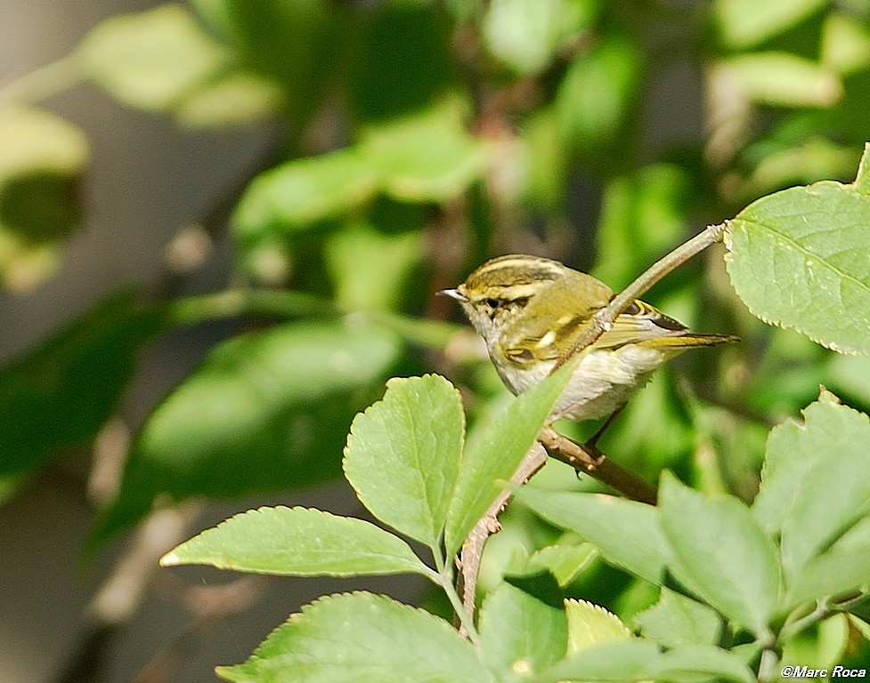 Pallas's Leaf Warbler - ML93792481