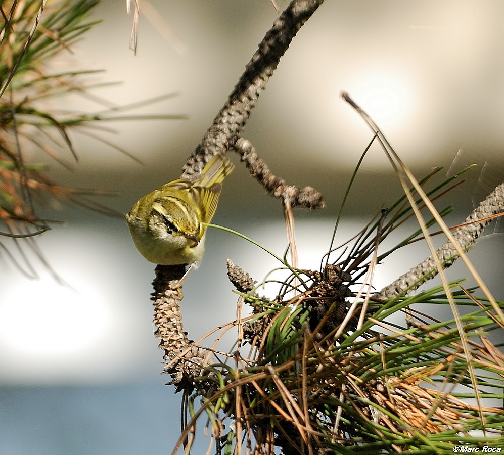 Pallas's Leaf Warbler - ML93792491