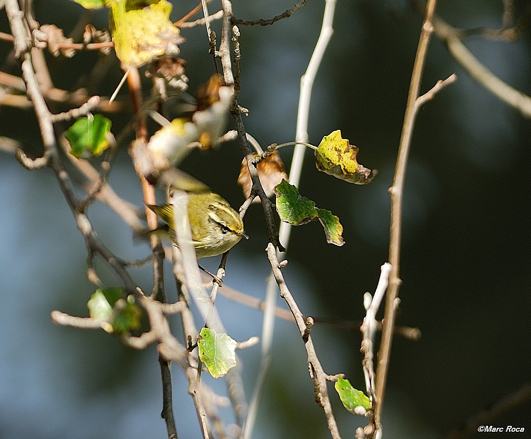 Pallas's Leaf Warbler - ML93792501