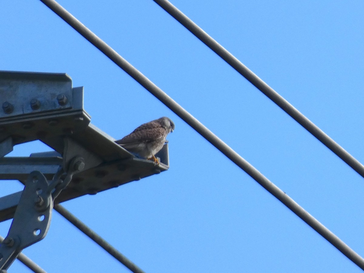 Eurasian Kestrel - ML93793831