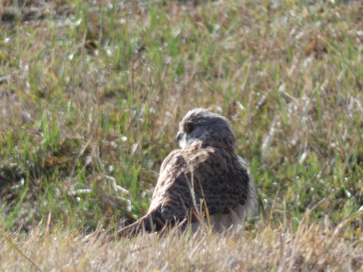 Eurasian Kestrel - ML93793851