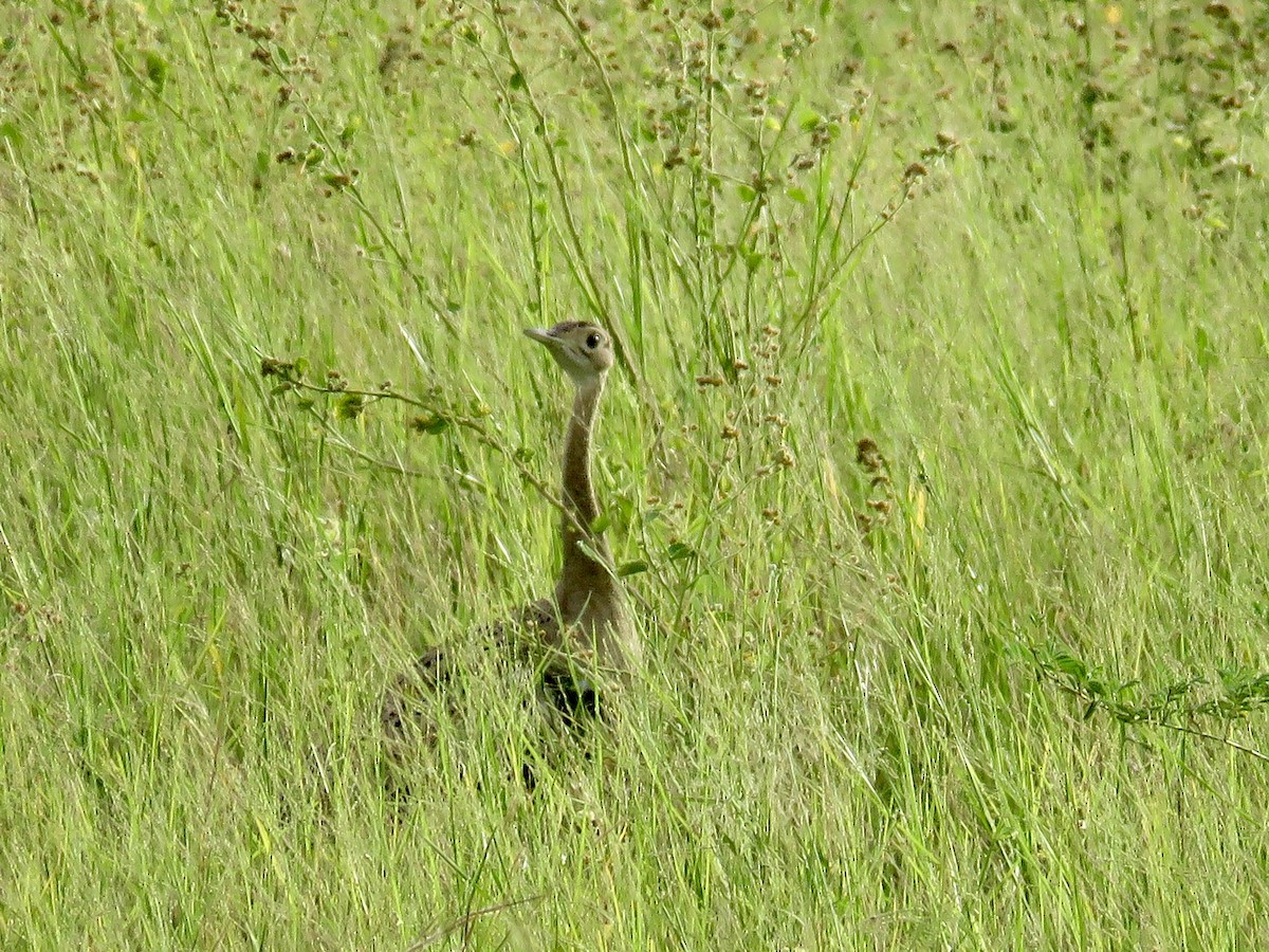 Black-bellied Bustard - ML93794181