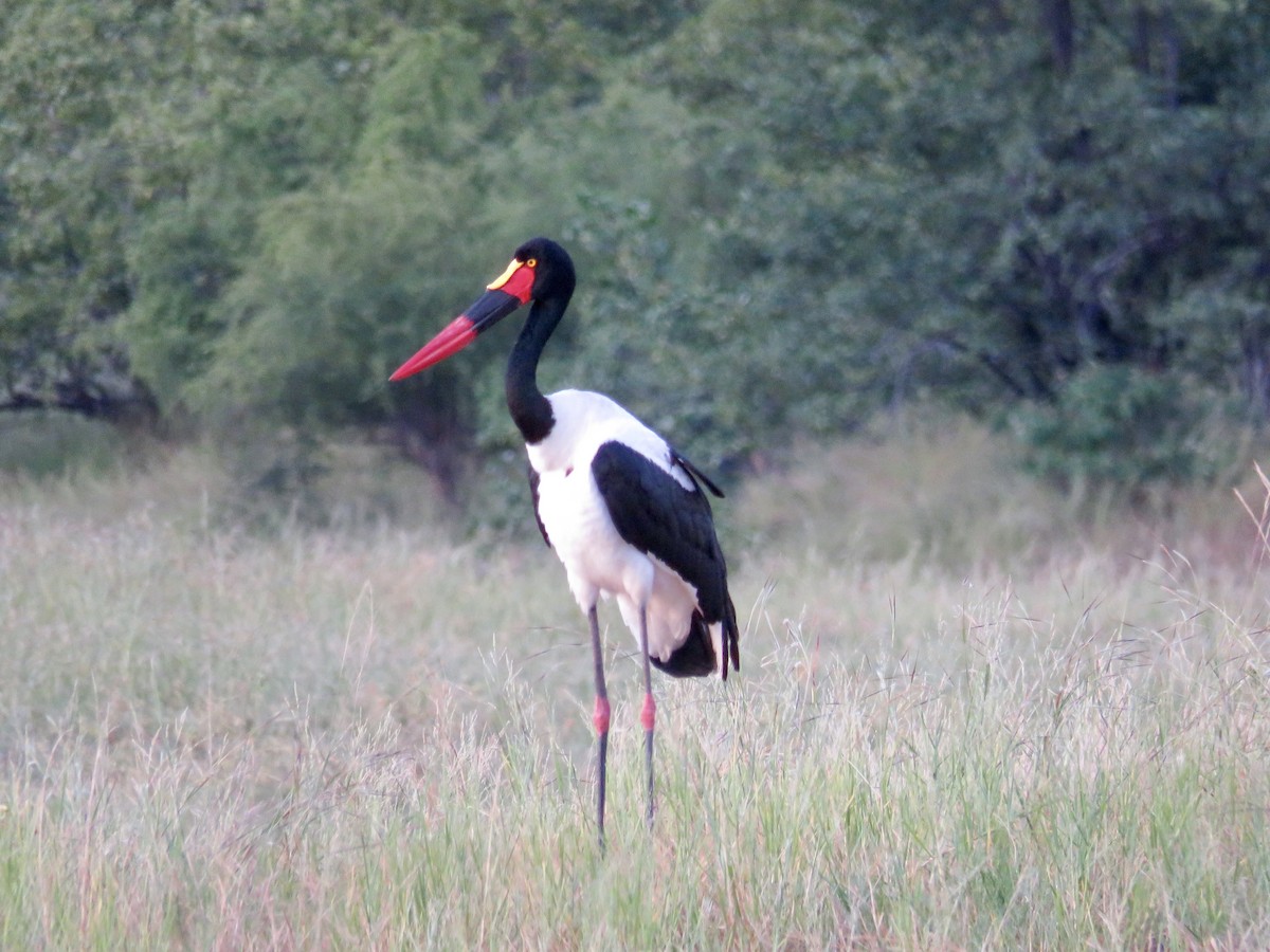 Saddle-billed Stork - ML93794231