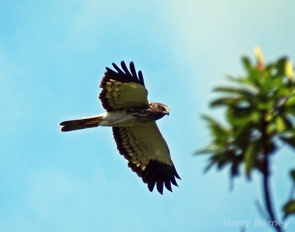 Reunion Harrier - ML93794271