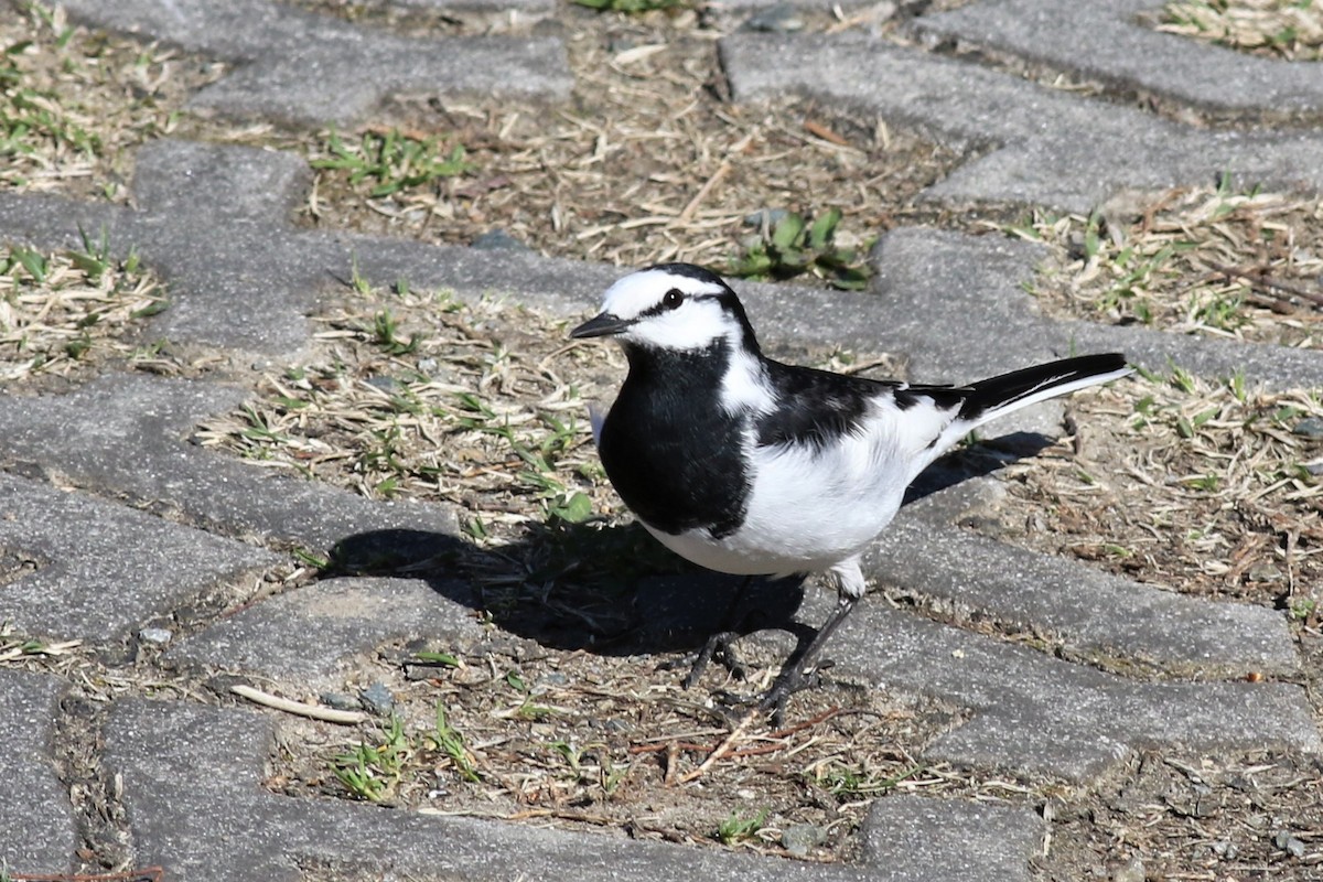 White Wagtail - ML93794451