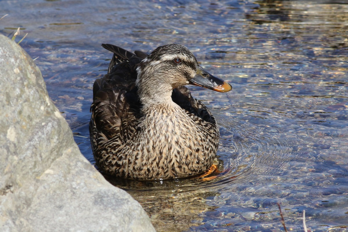 Eastern Spot-billed Duck - ML93795341