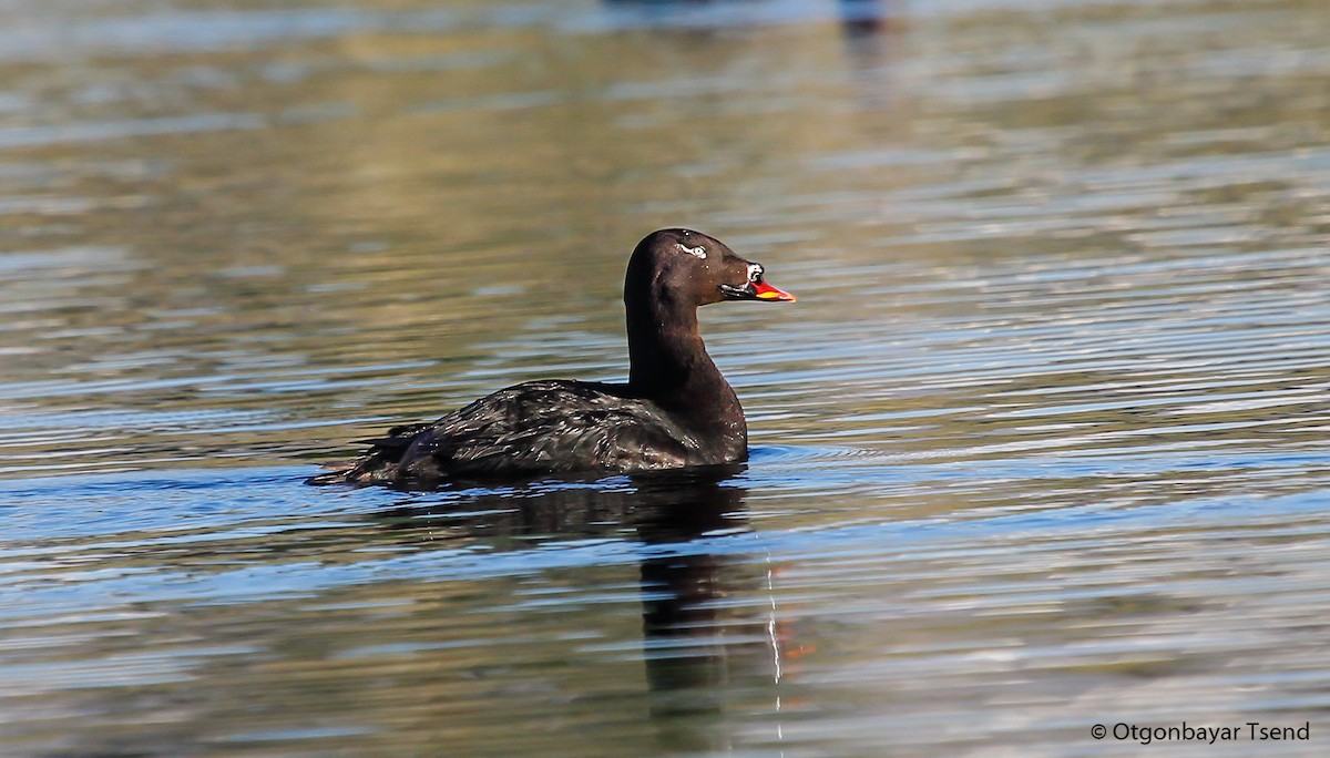 Stejneger's Scoter - ML93795501