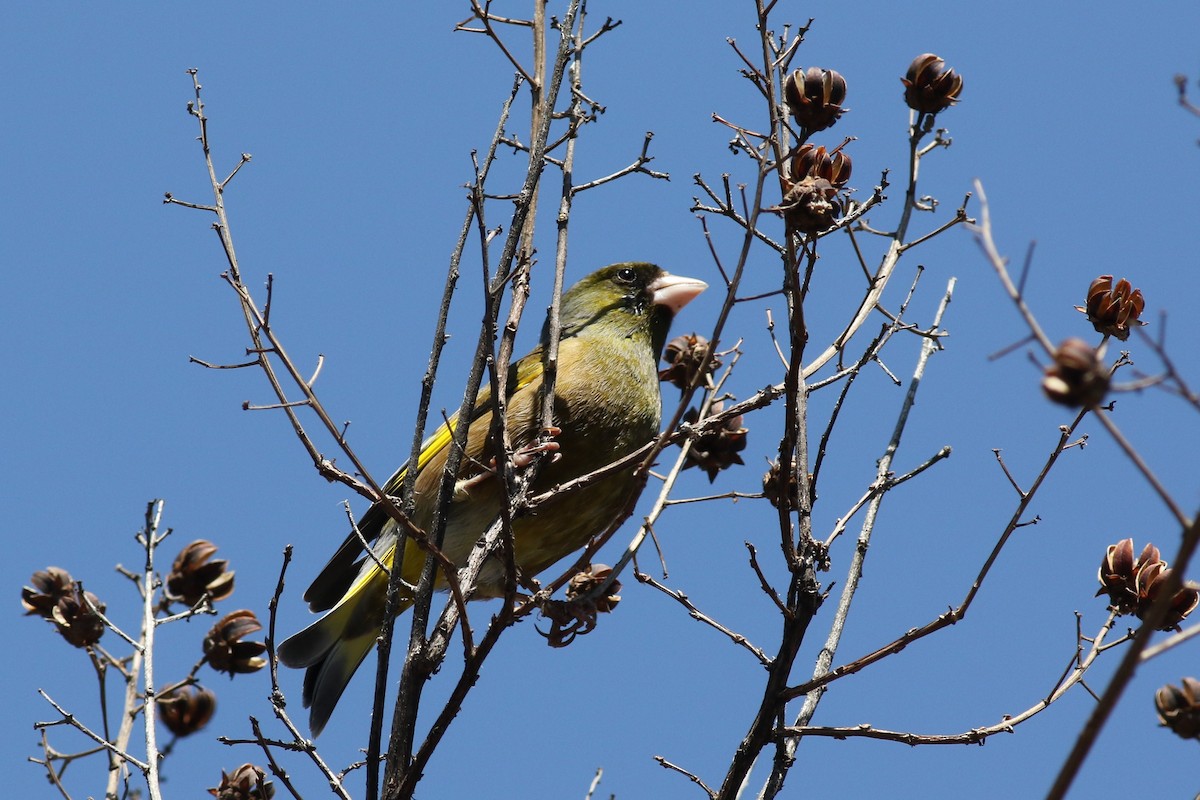 Oriental Greenfinch - ML93795921