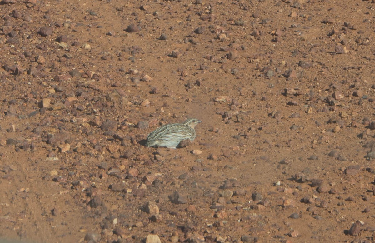 Stubble Quail - ML93796201