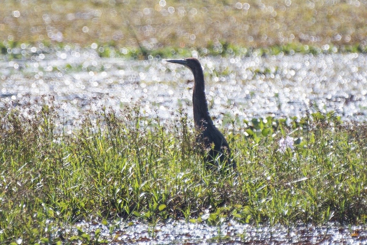 Rufescent Tiger-Heron - ML93798261