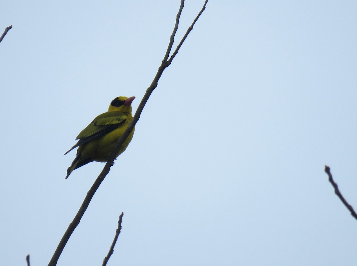 Black-naped Oriole - ML93798311