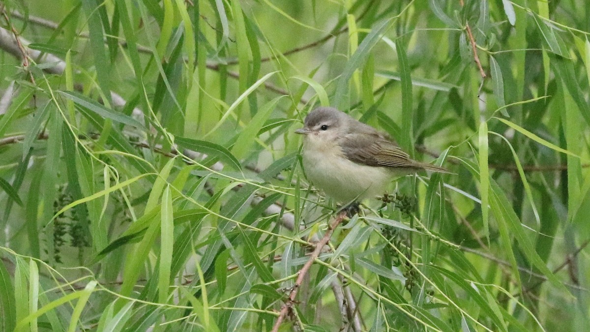 Warbling Vireo - ML93801651