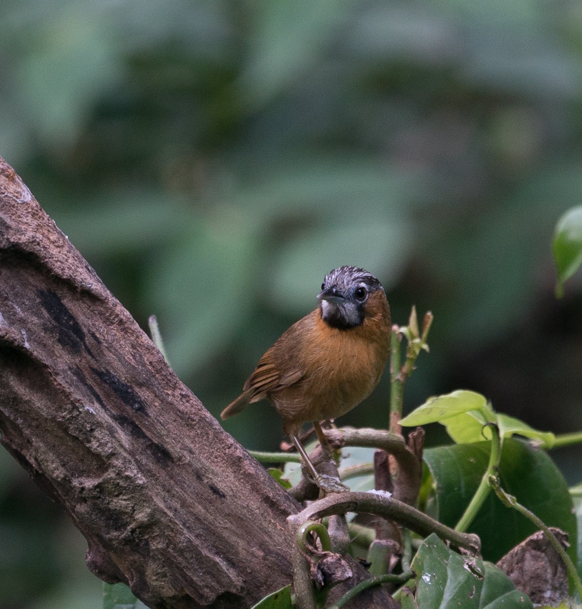 Gray-throated Babbler - ML93802331