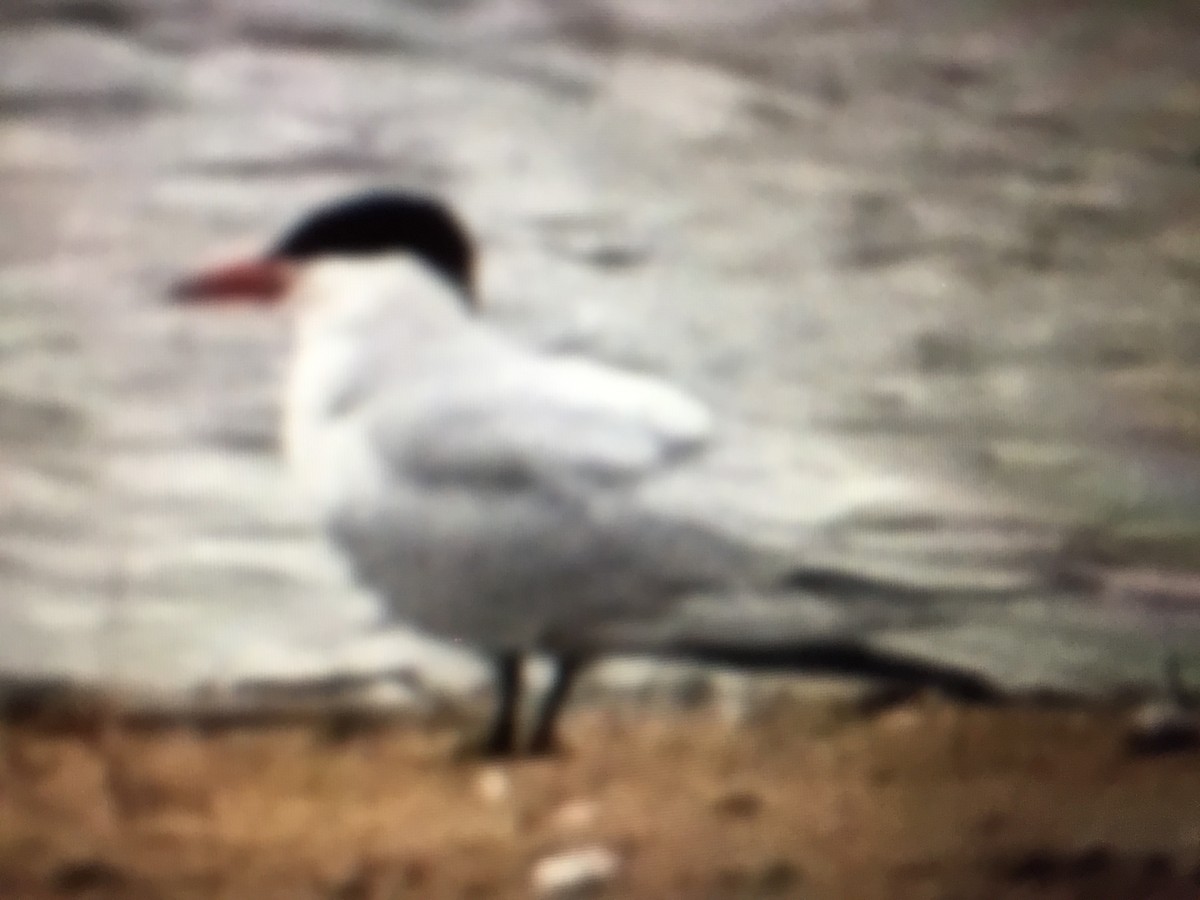 Caspian Tern - ML93802601