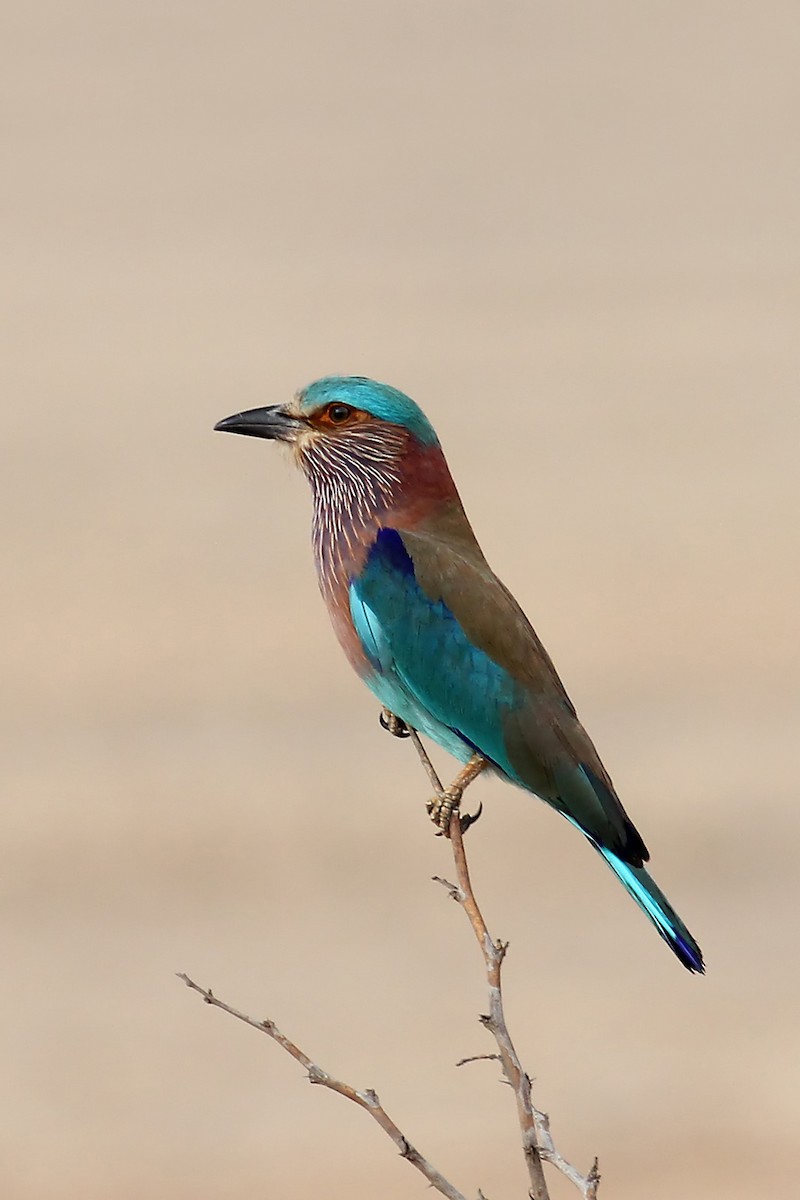 Indian Roller - ML93803591