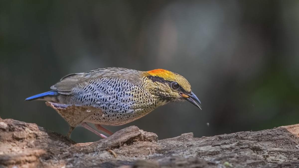 Blue Pitta - H. Çağlar Güngör