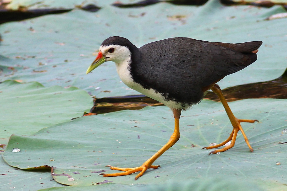 White-breasted Waterhen - ML93803991