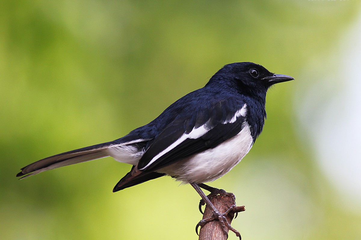 Oriental Magpie-Robin - ML93804031