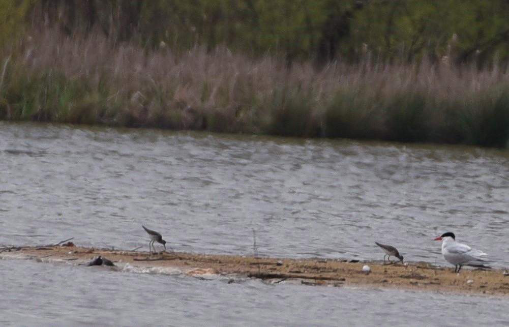 Lesser Yellowlegs - ML93804351