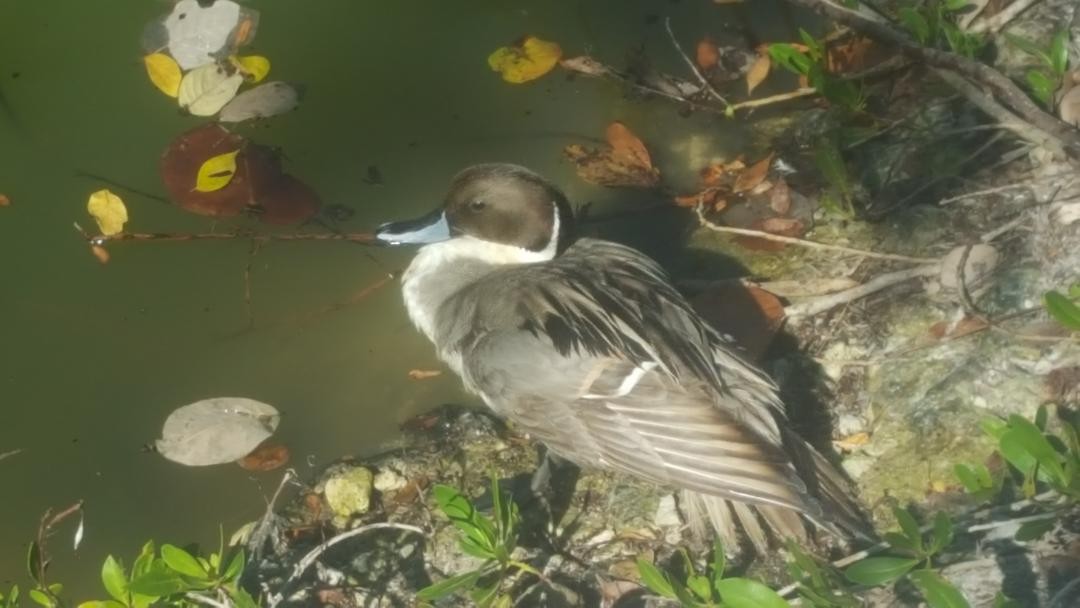 Northern Pintail - ML93804461