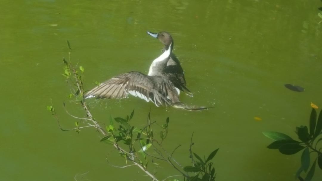 Northern Pintail - ML93804471