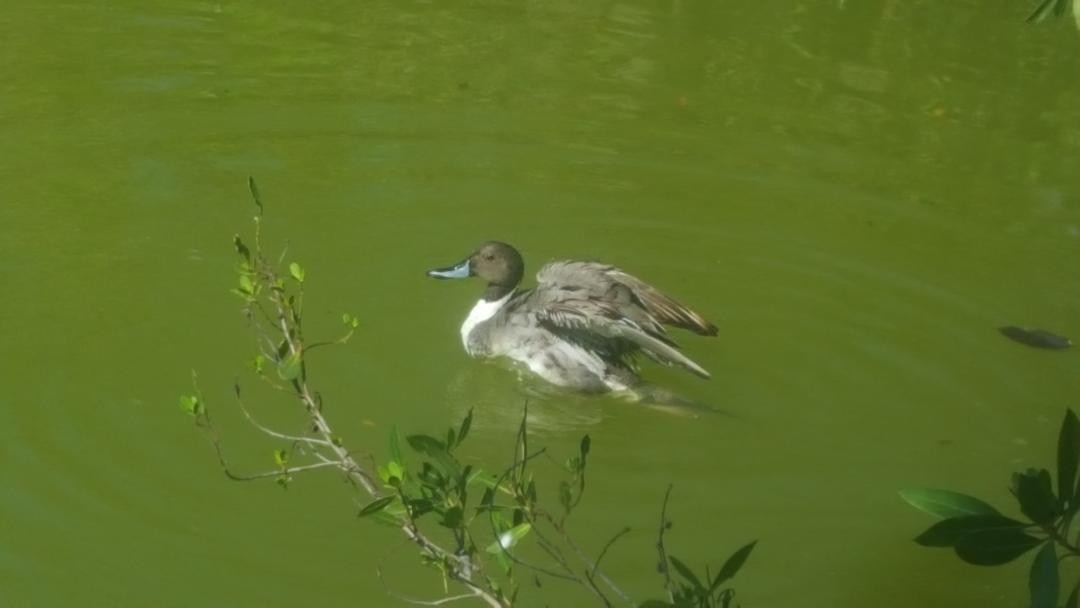 Northern Pintail - ML93804481