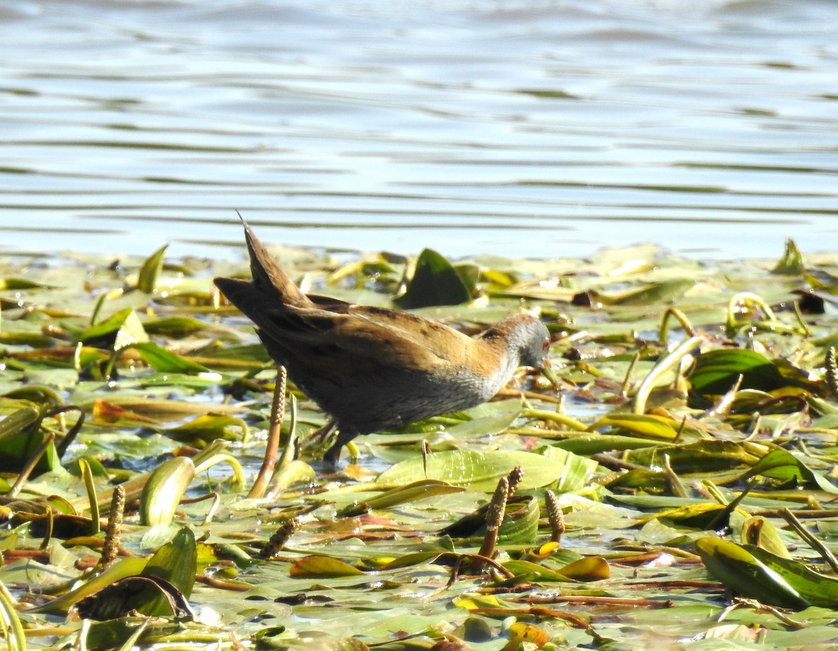 Little Crake - ML93807871