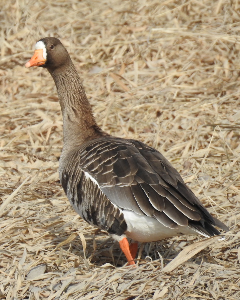 Greater White-fronted Goose - ML93810321