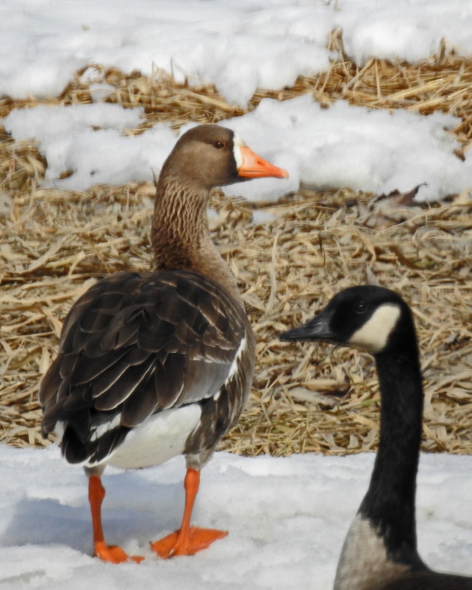 Greater White-fronted Goose - ML93810431