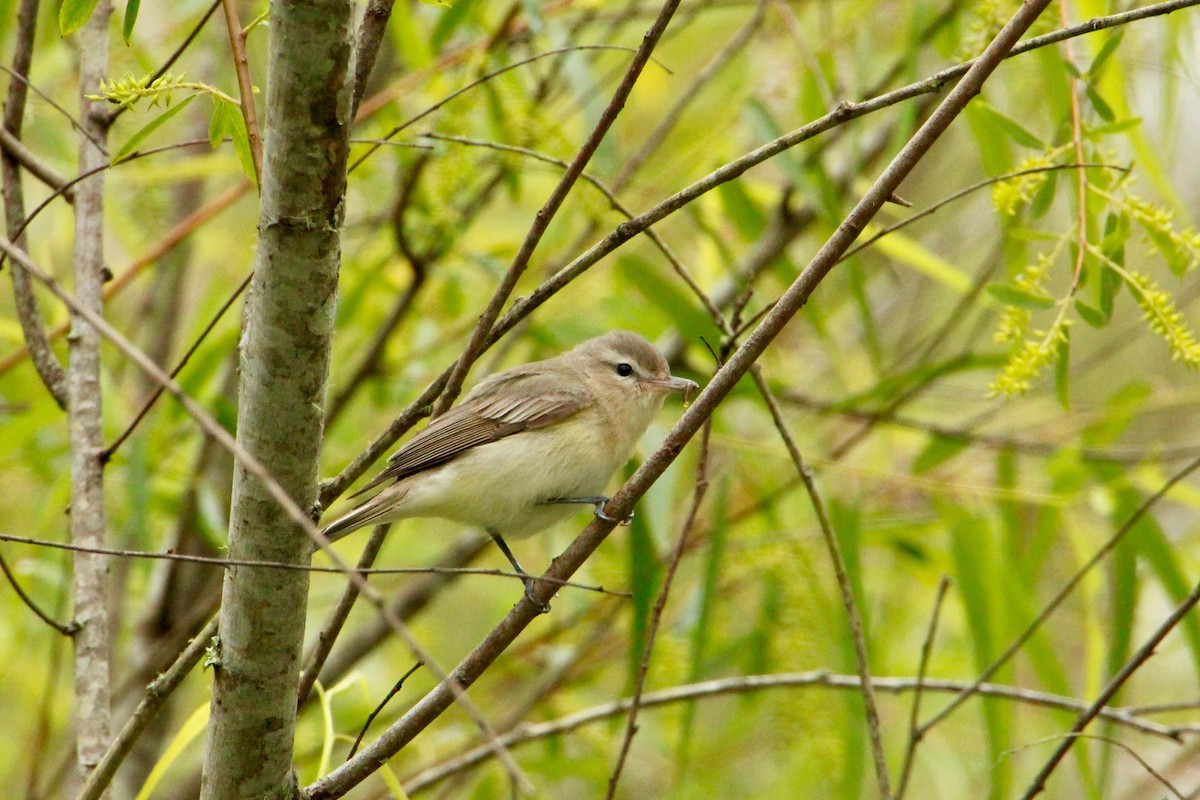 Warbling Vireo - ML93811101