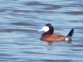 Ruddy Duck - ML93811111