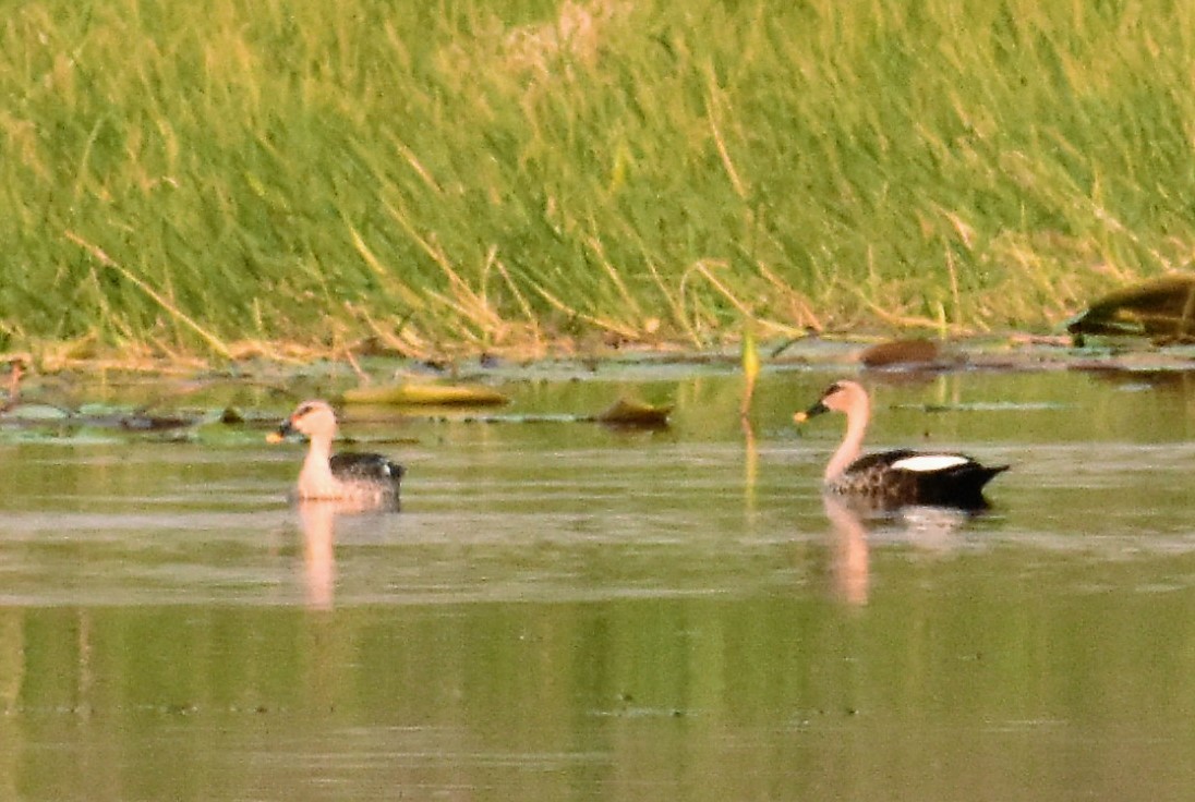 Indian Spot-billed Duck - S M  SUNDARAM