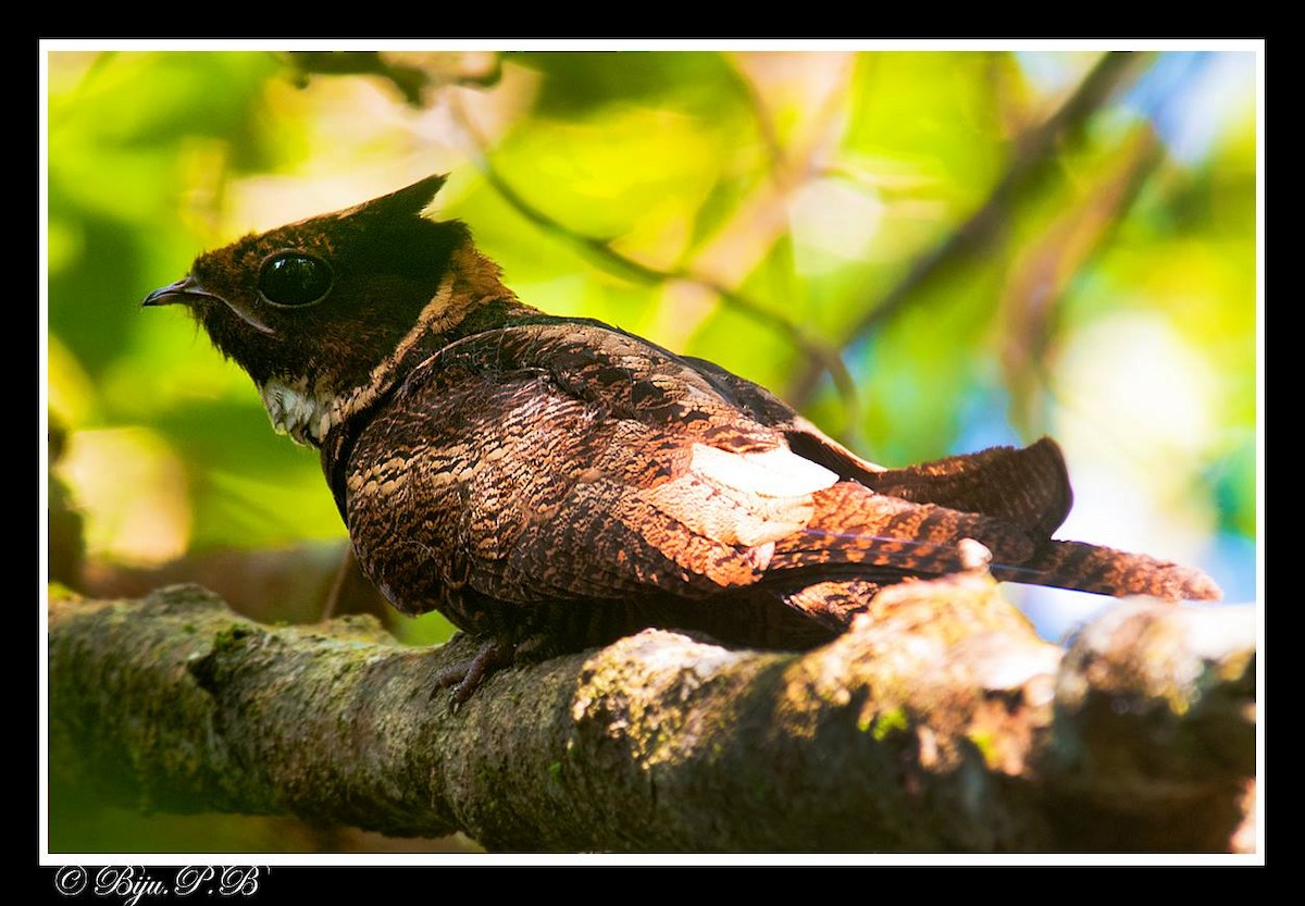 Great Eared-Nightjar - Biju PB