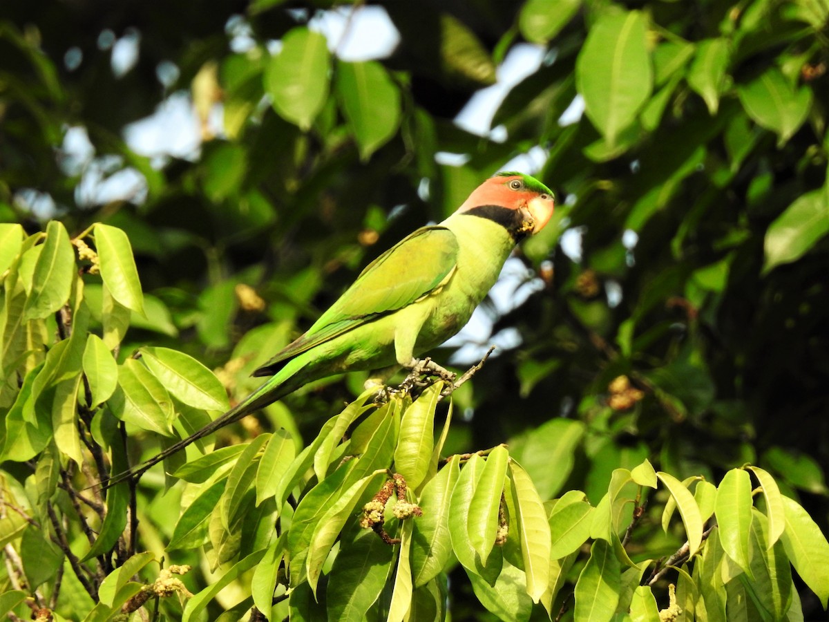 Long-tailed Parakeet - Tuck Hong Tang